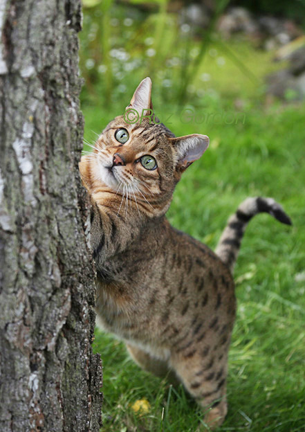 beautiful, cat, tree, action, scratch, 
