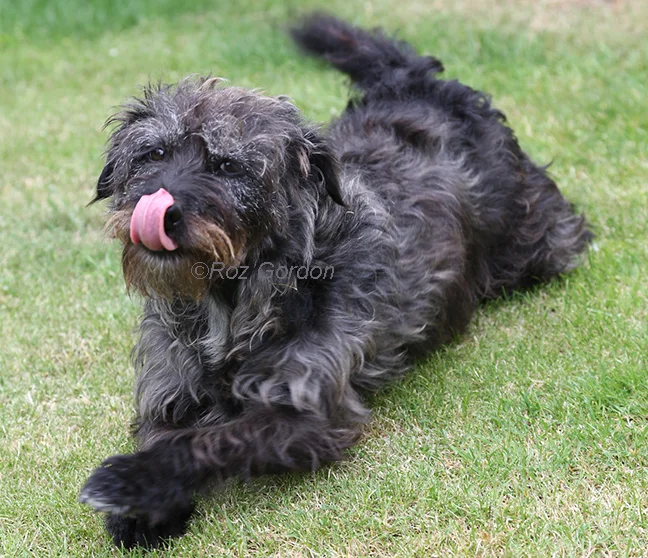 patterdale terrier, action