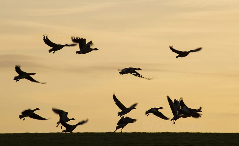 geese, flight, silhouette, orkney, scotland, dawn, take off