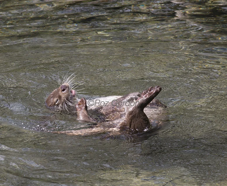 otter, eurasian, swim, play