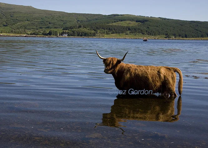 highland cow, scotland, mull, loch, paddle