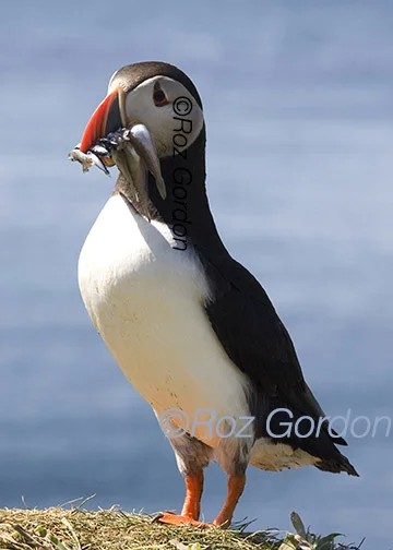 puffin, sand eels, fish, 
