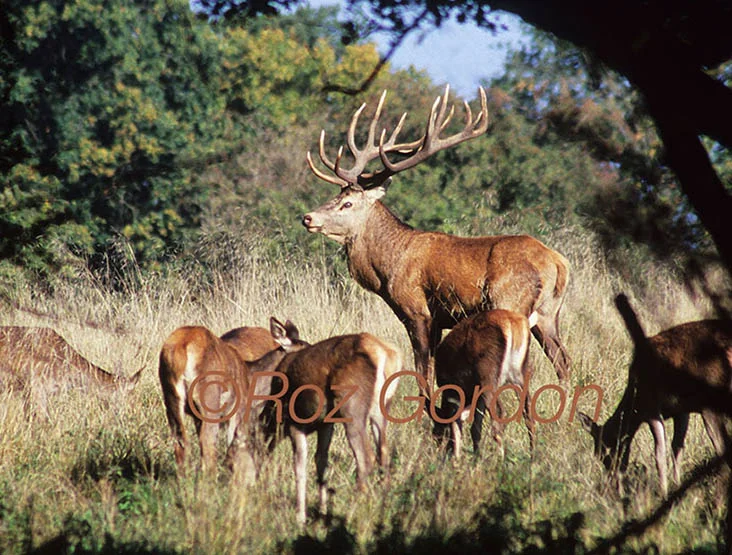 red deer, stag, herd, suffolk, antlers, 