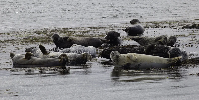 seals, rathlin, basking, uk, hauled