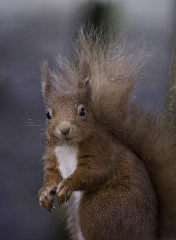 red squirrel, scotland, cute, 