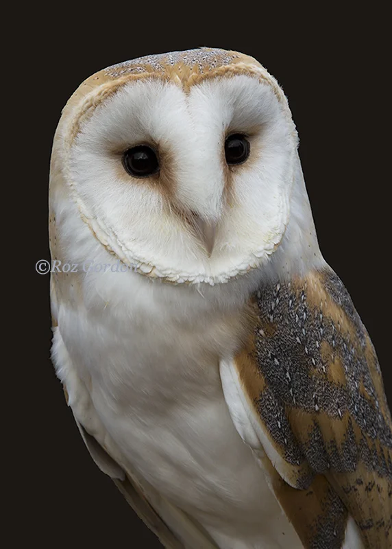barn owl, 