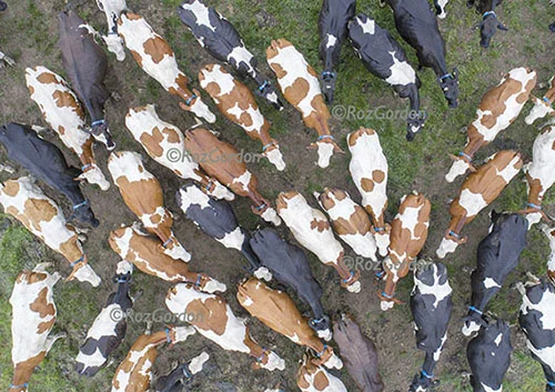 cows dusk web.jpg