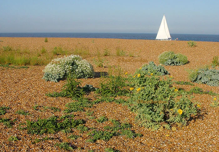 Shingle Street, Suffolk