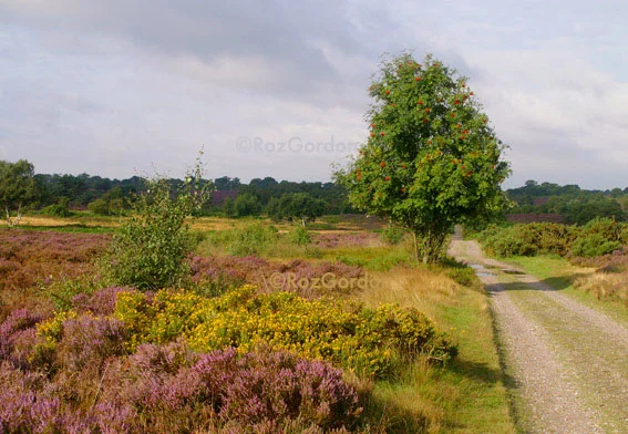 sandlings heath, Suffolk