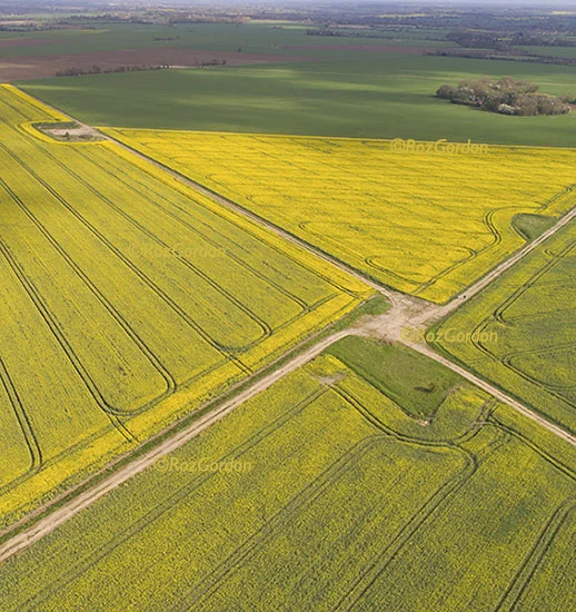 oil seed rape
