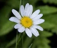 Daisy-1.jpg