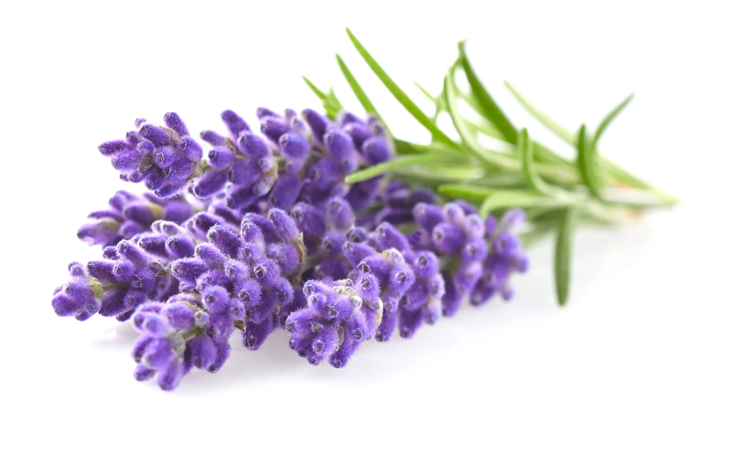 lavanda.jpeg