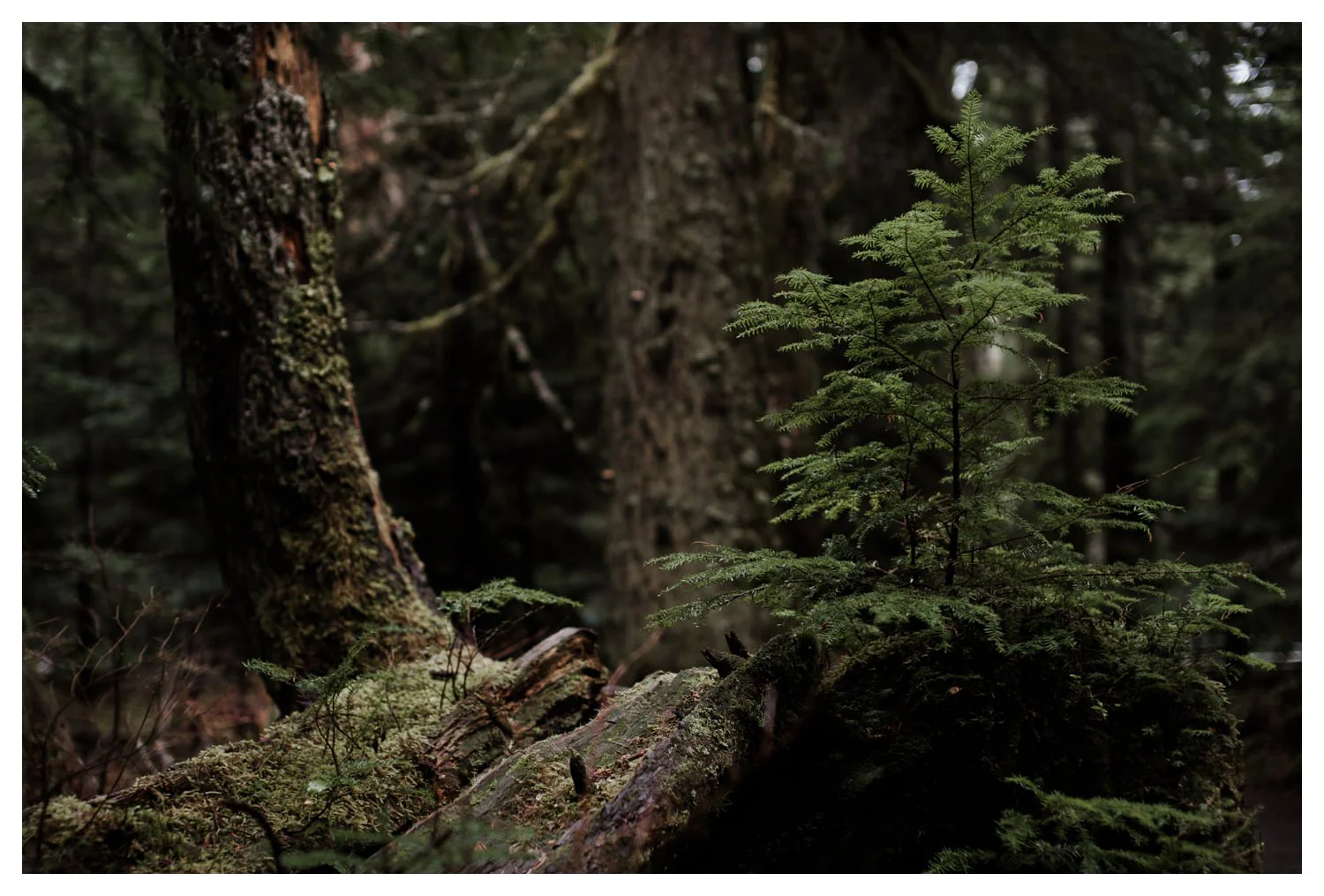 Snoqualmie_Pass_Engagement_Seattle_Wedding_Photographer_0049.jpg