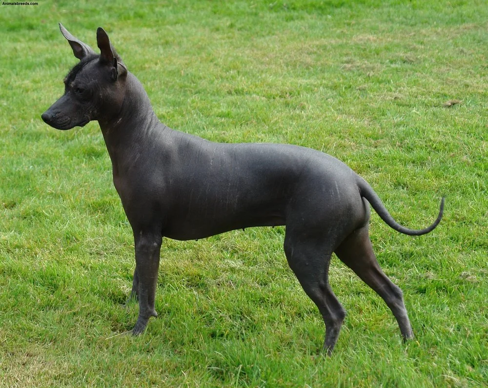 Xoloitzcuintle.