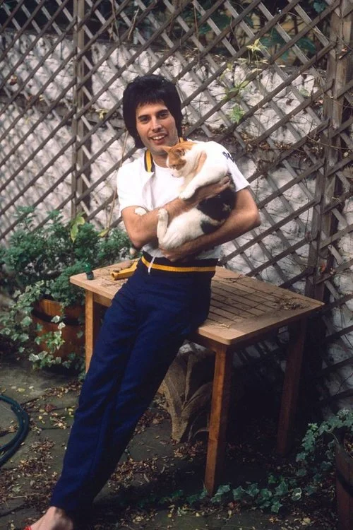 freddie-mercury-with-cats-6.jpg