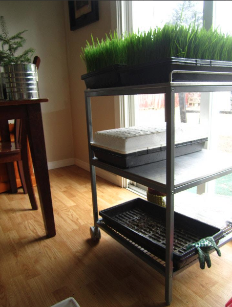 You can even sprout in VERY small kitchens!