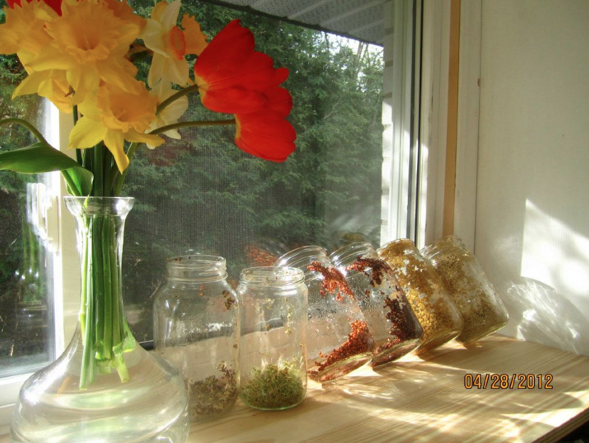 How we started out sprouting. Adding life and vibrancy to any kitchen, big or small!! This was not the ideal setting for sprouting. But, it goes to show that ANYONE can do it! We then used a metal dish rack for holding all our jars upside down to strain all the water out throughout the day and can't them out of direct sunlight until the sprouting leaves began. (see pic below)