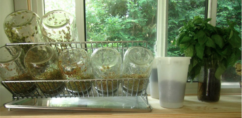 A better way. At one time, we would have 13 different types of sprouts going! It takes less than 10 minutes a DAY for counter sprouts like these! SO EASY! ~We used mesh strainers to prevent the sprouts from coming out when they were flipped upside down. Avoid using cheese cloth, unless desperate, as the sprouts will stick to the cloth. ~See below for more instructions on how to sprout!