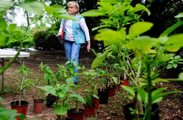 ARBOR DAY