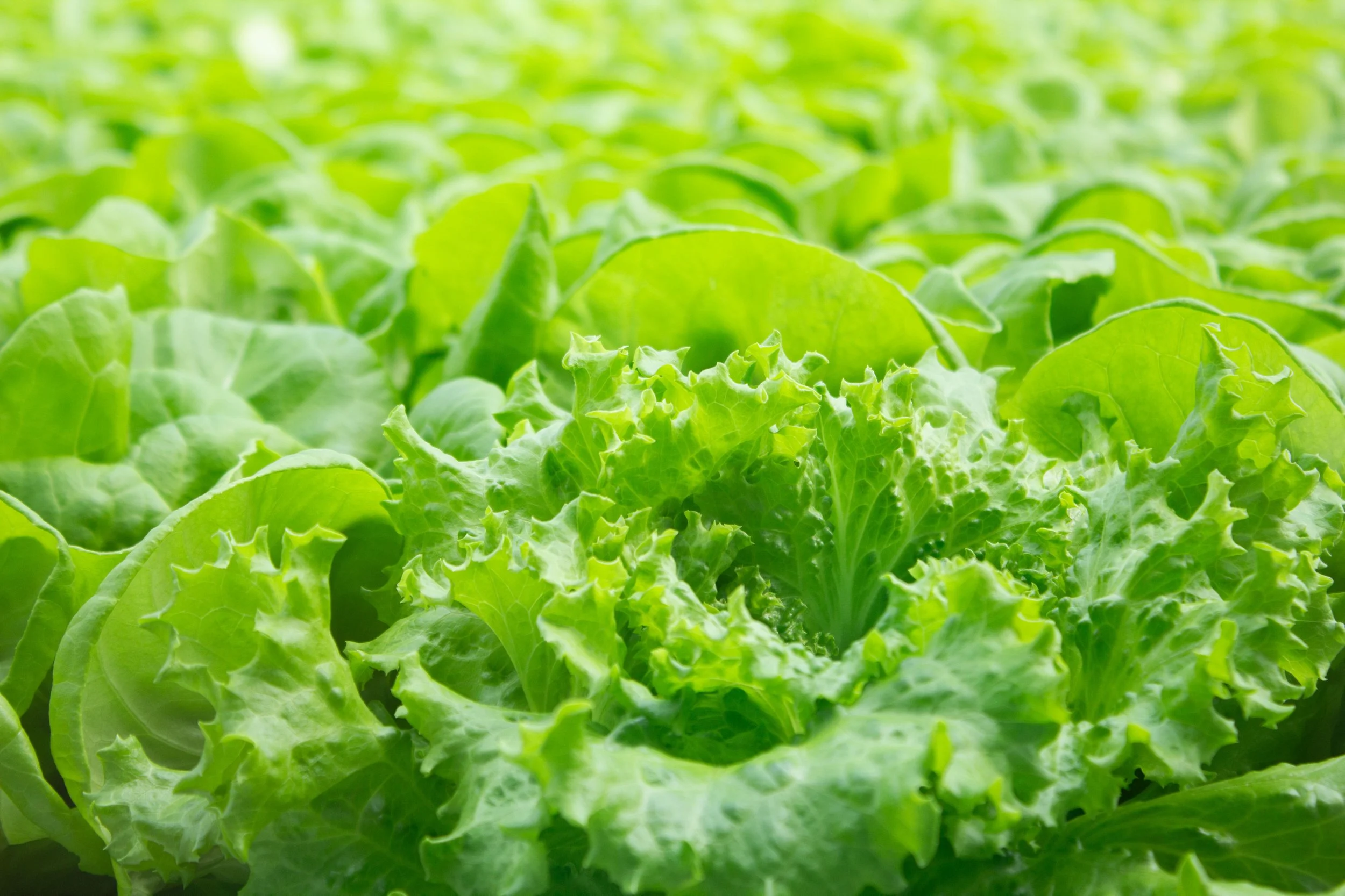lettuce.jpg