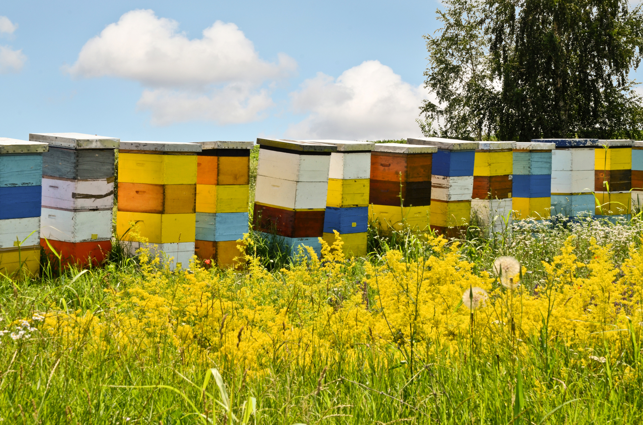 Photo by zvonko1959/iStock / Getty Images