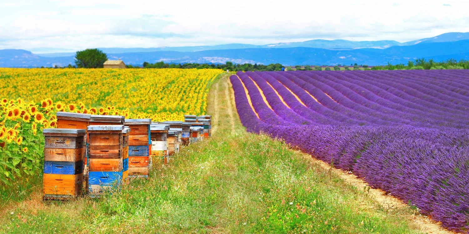 Bee farm sunflower and lavender.jpg