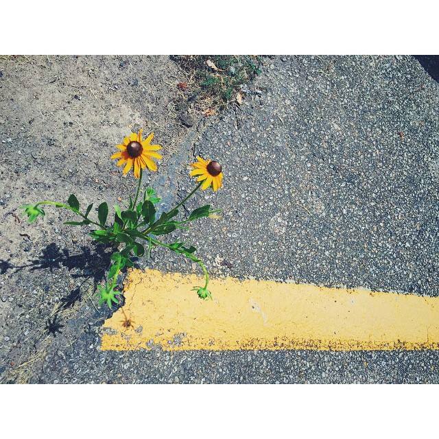 flower.jpg