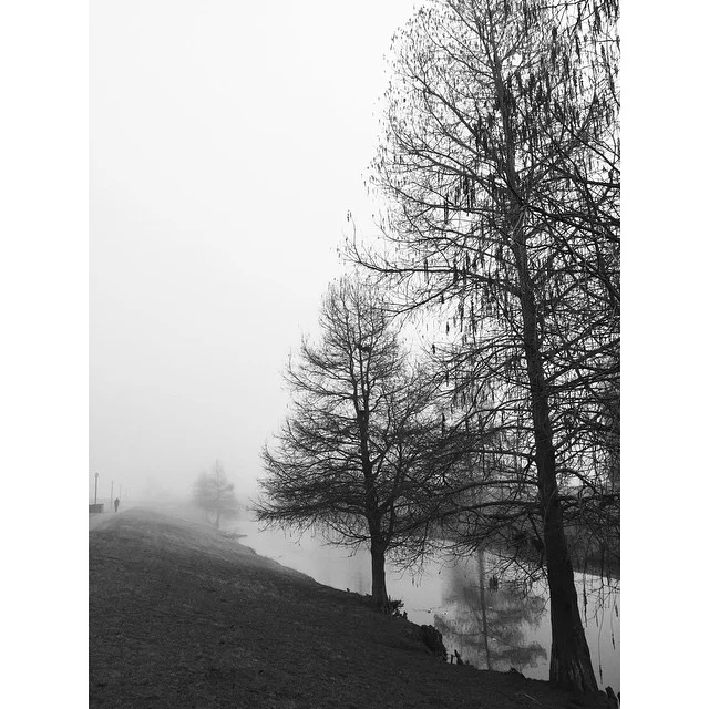 trees.jpg