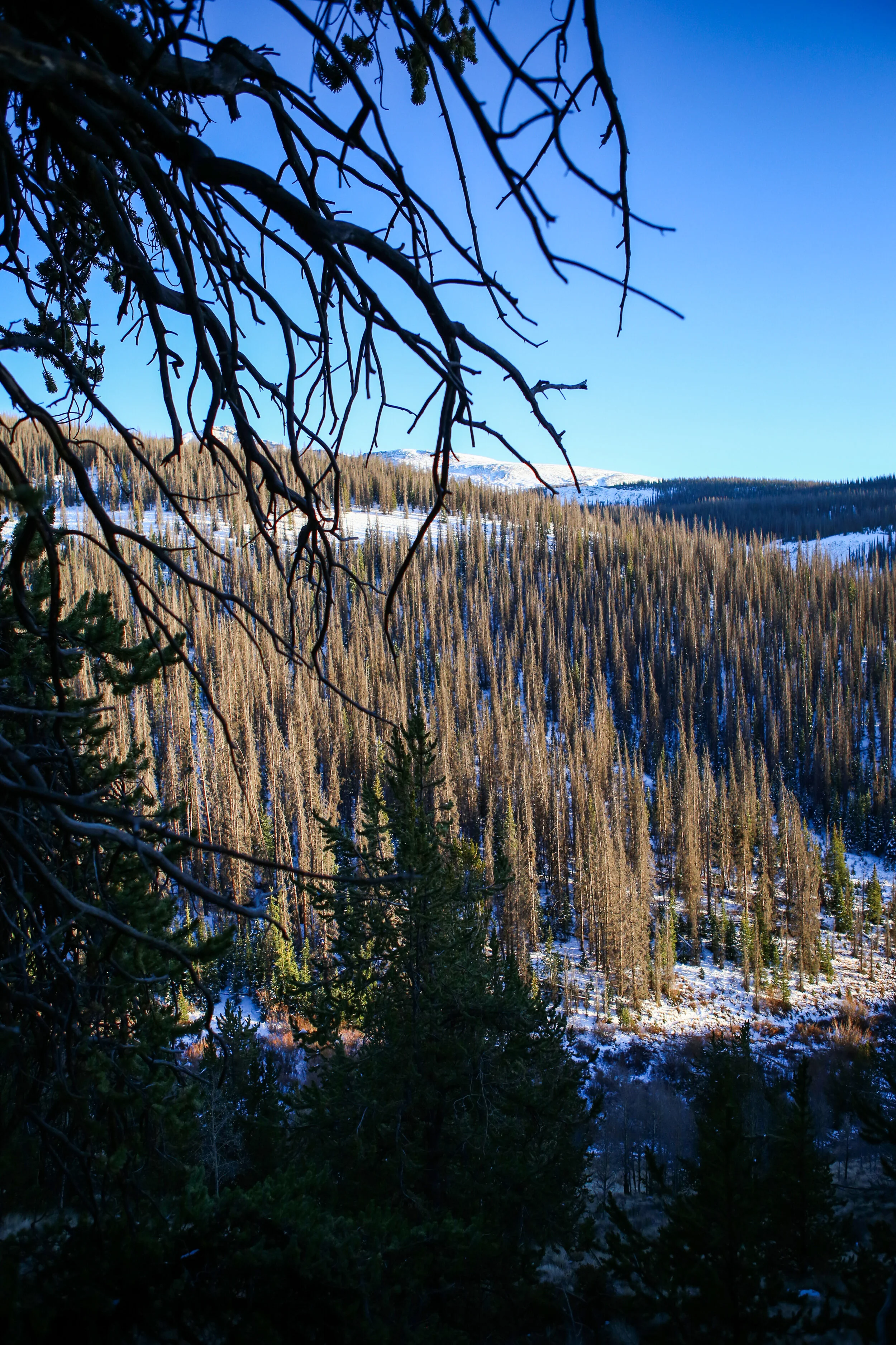 IMG_9719.jpg