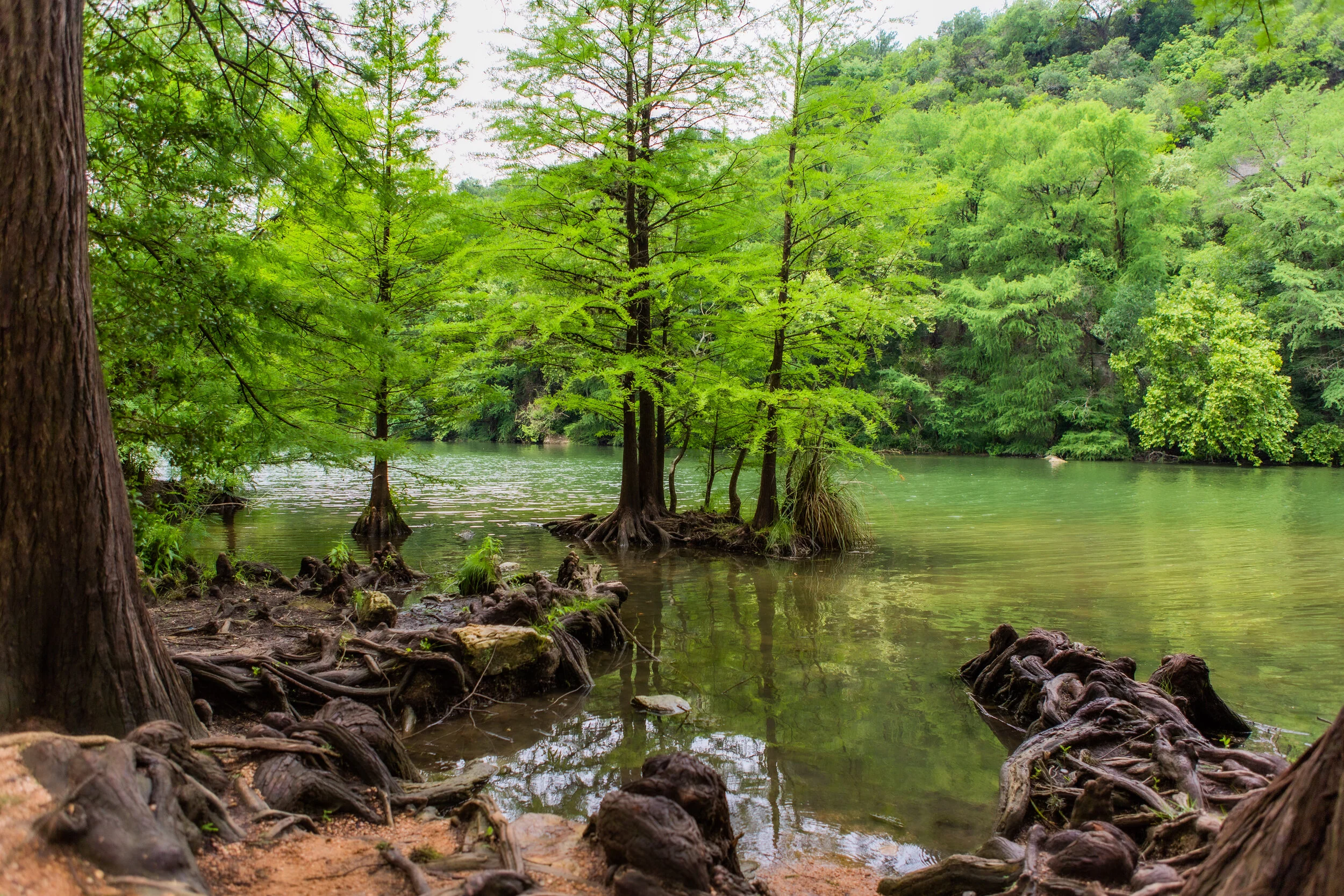 redbud-5.jpg