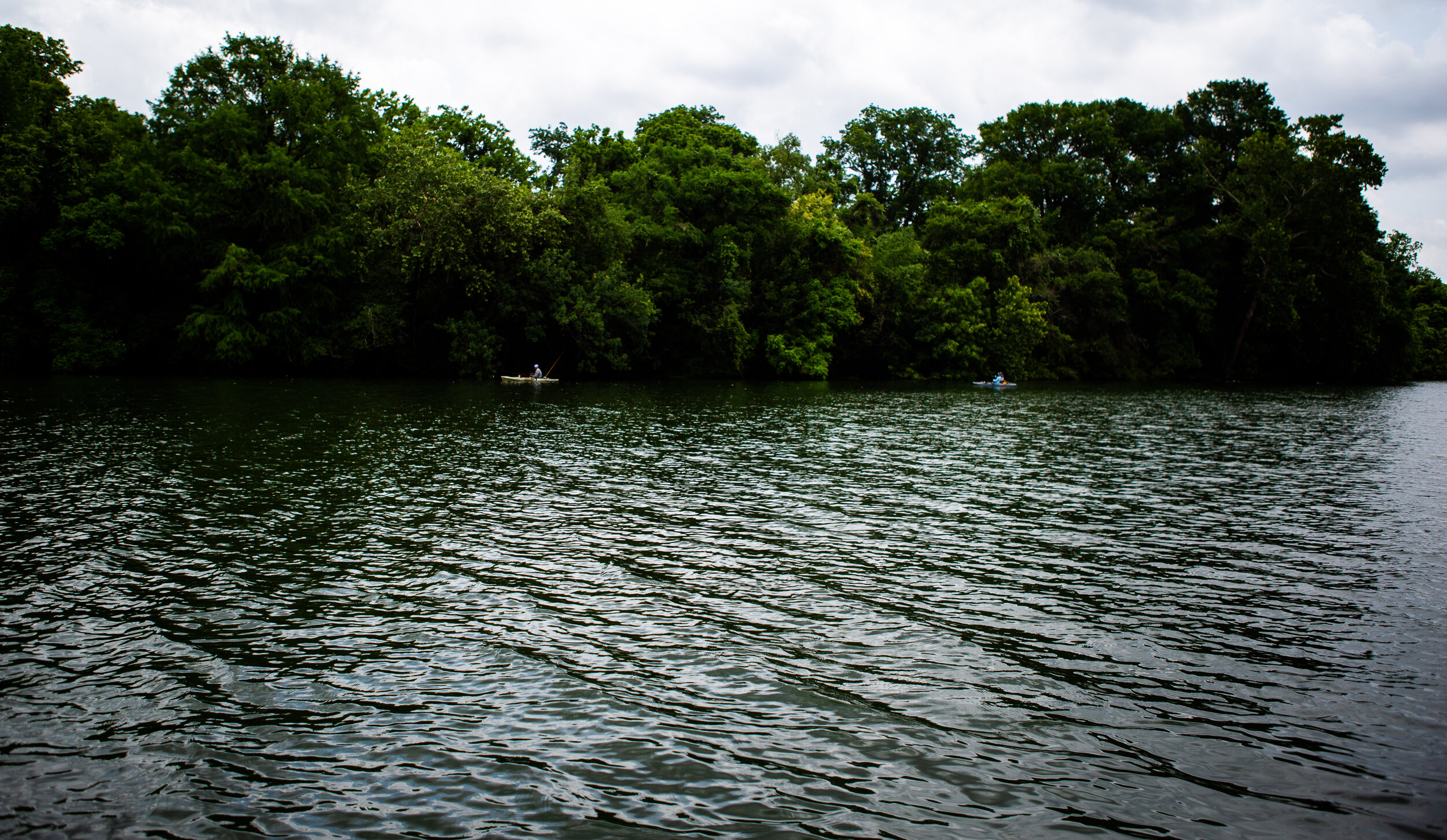 redbud-3.jpg
