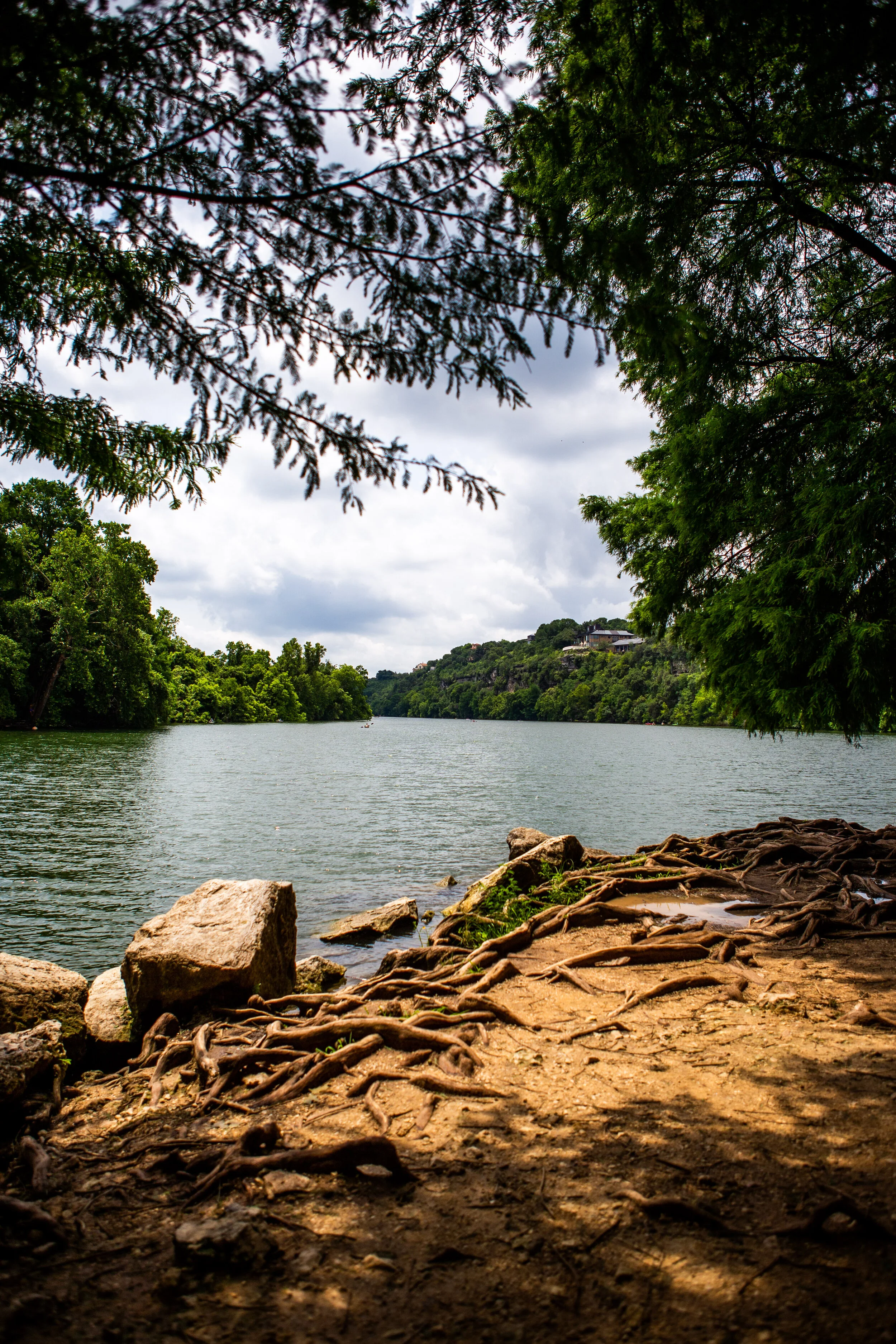 redbud-1.jpg