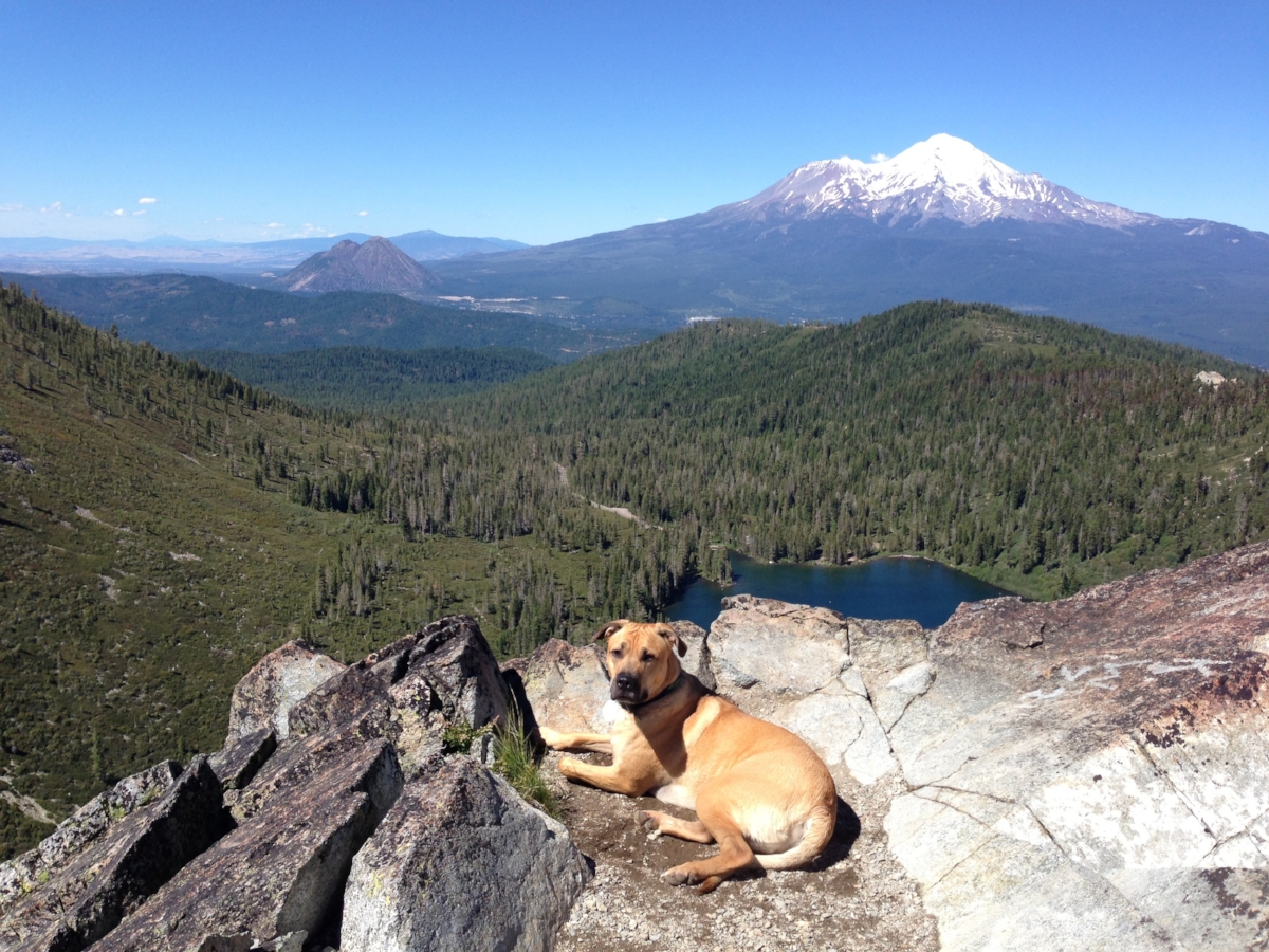 Our dog Tucker on top of the world