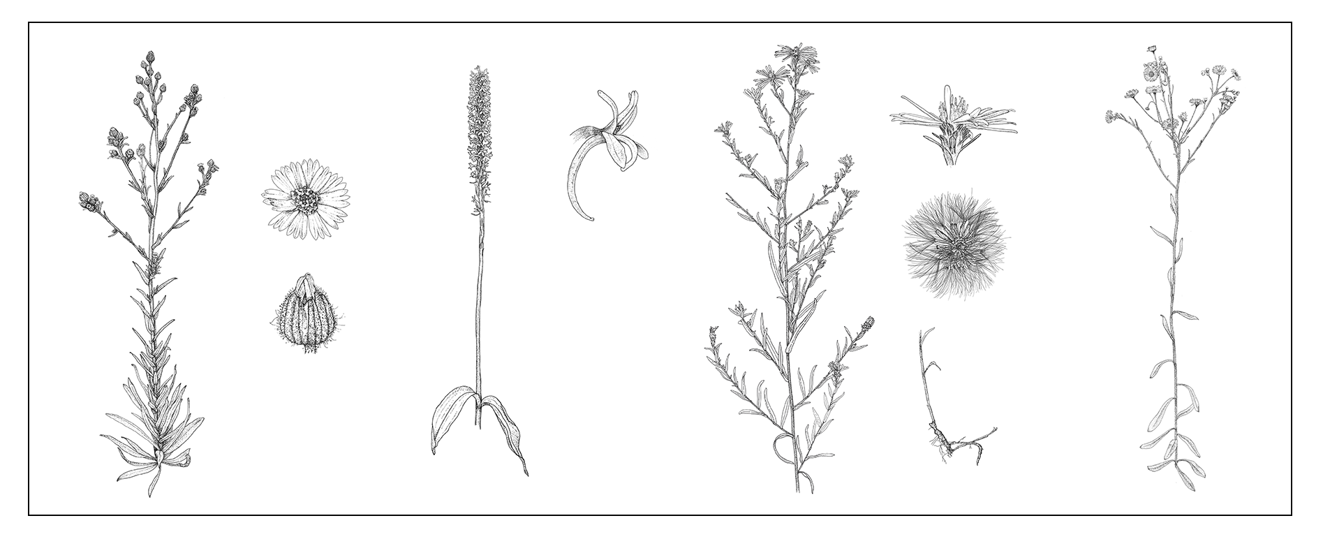 WEB_PrairiePlants.png