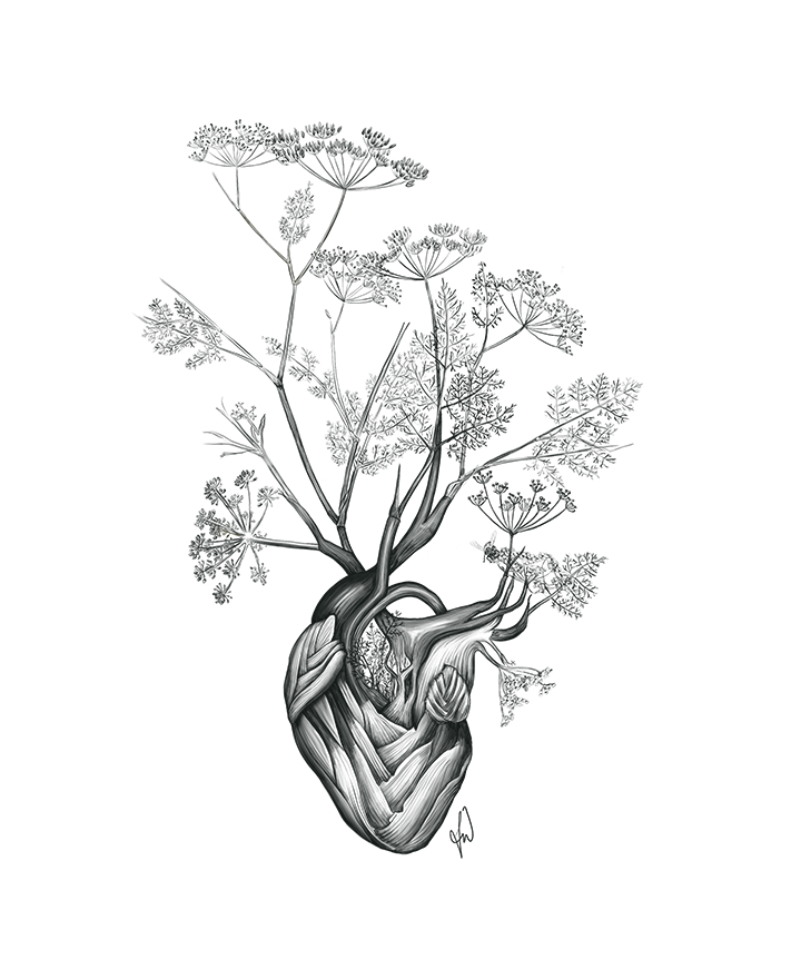 WEB_Fennel_Hyldyr.png