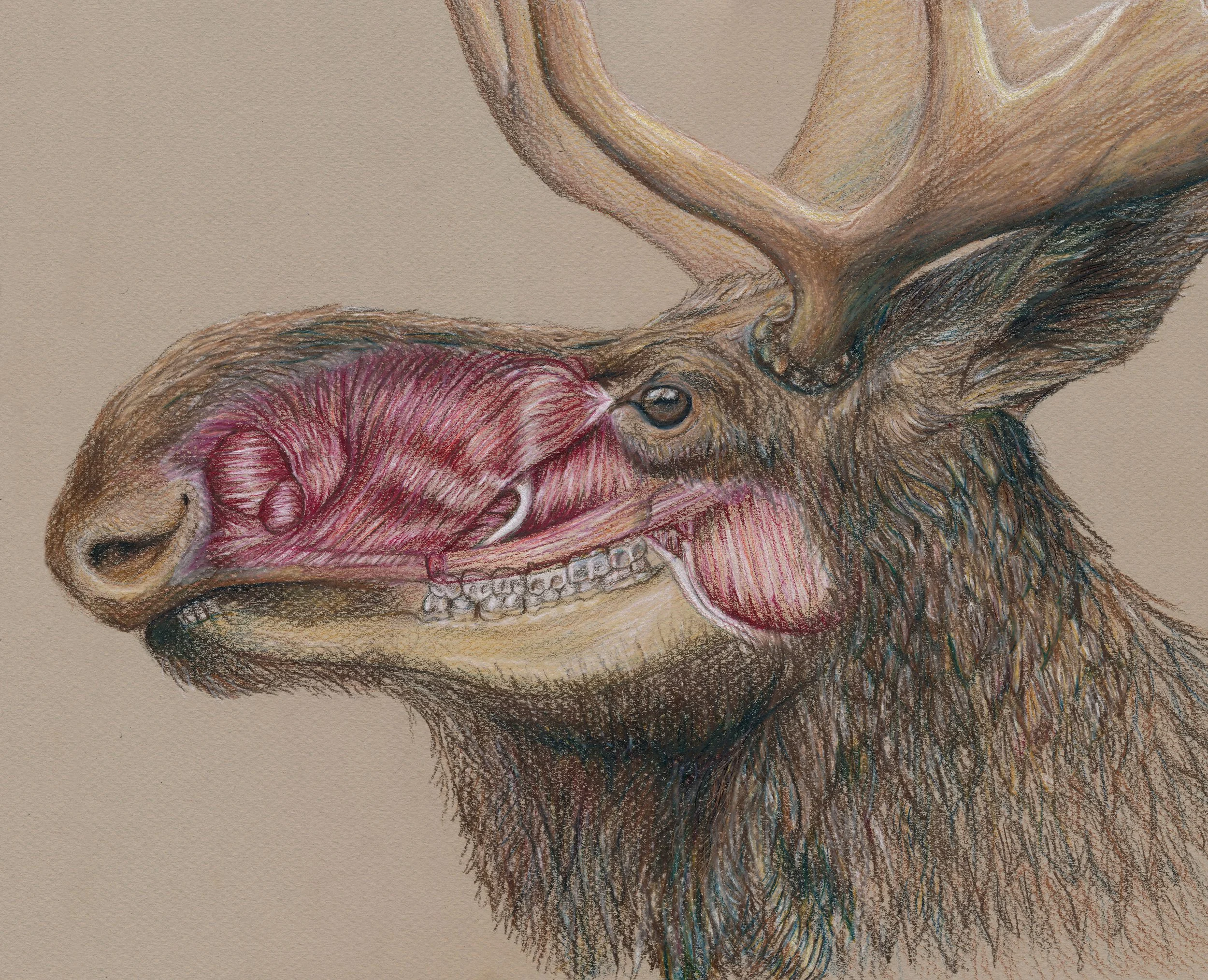 Moose-7.jpg