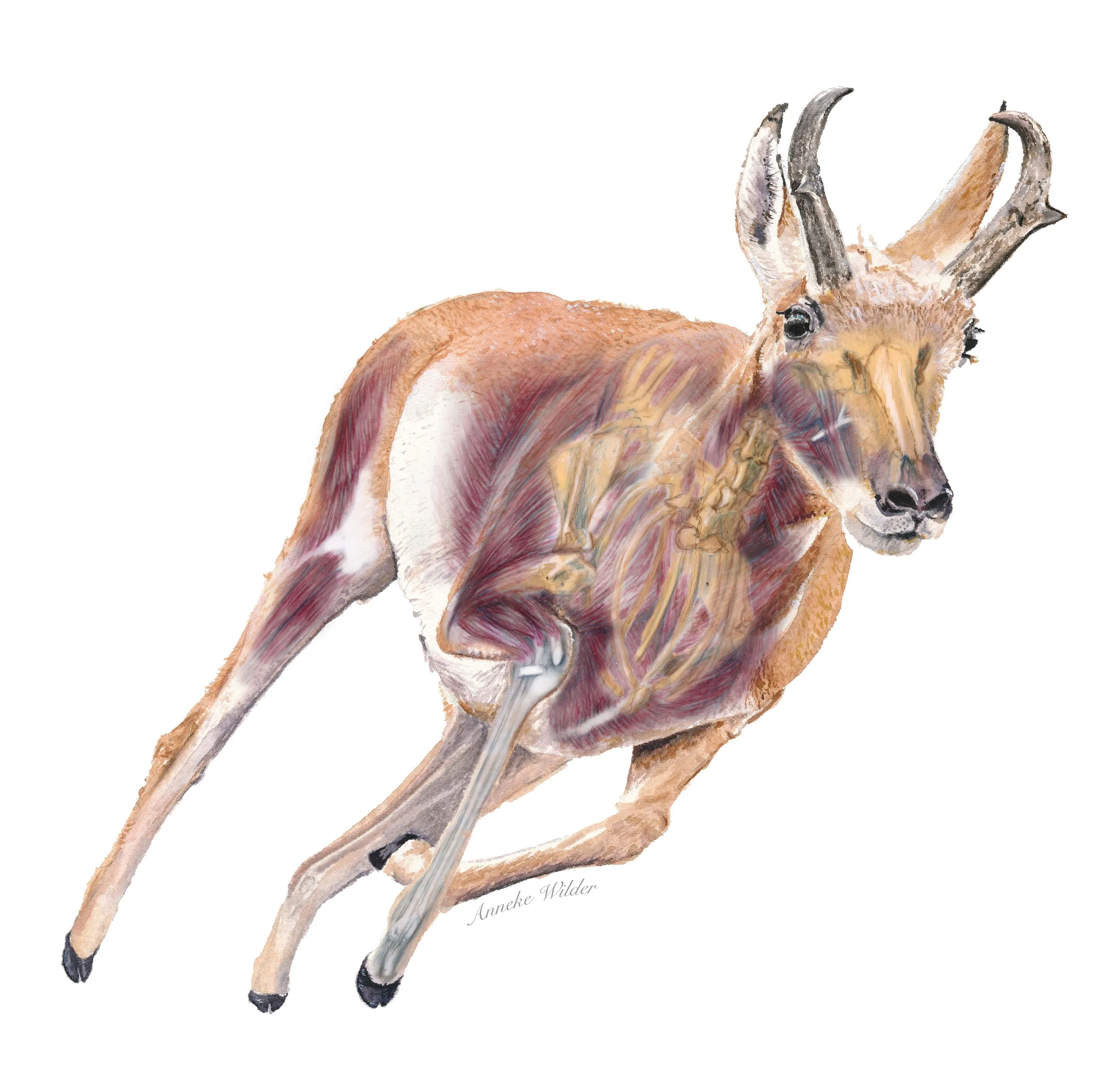 07_Wilder_AnatomyofSpeed.jpg