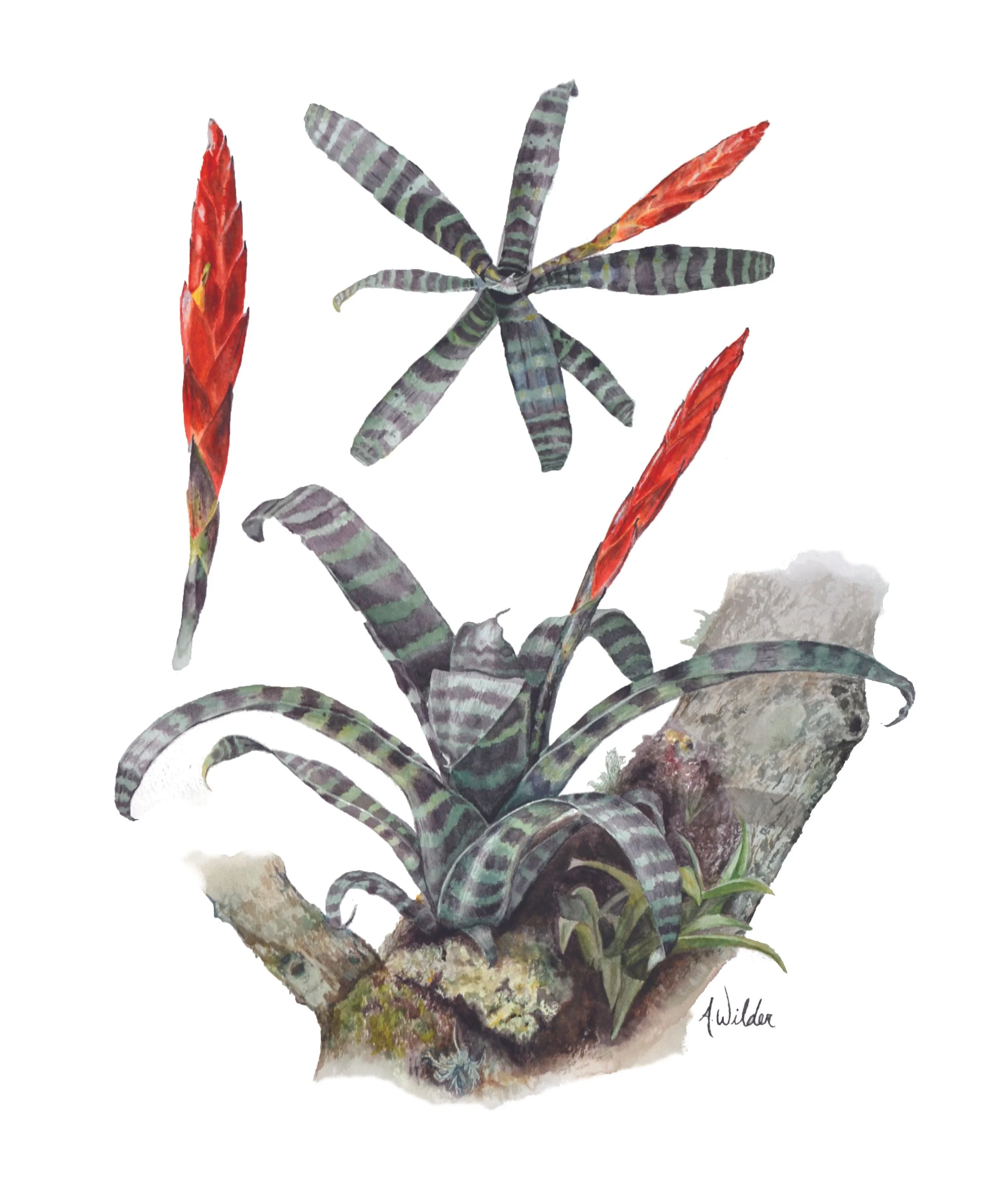 bromeliad-1 copy.jpg