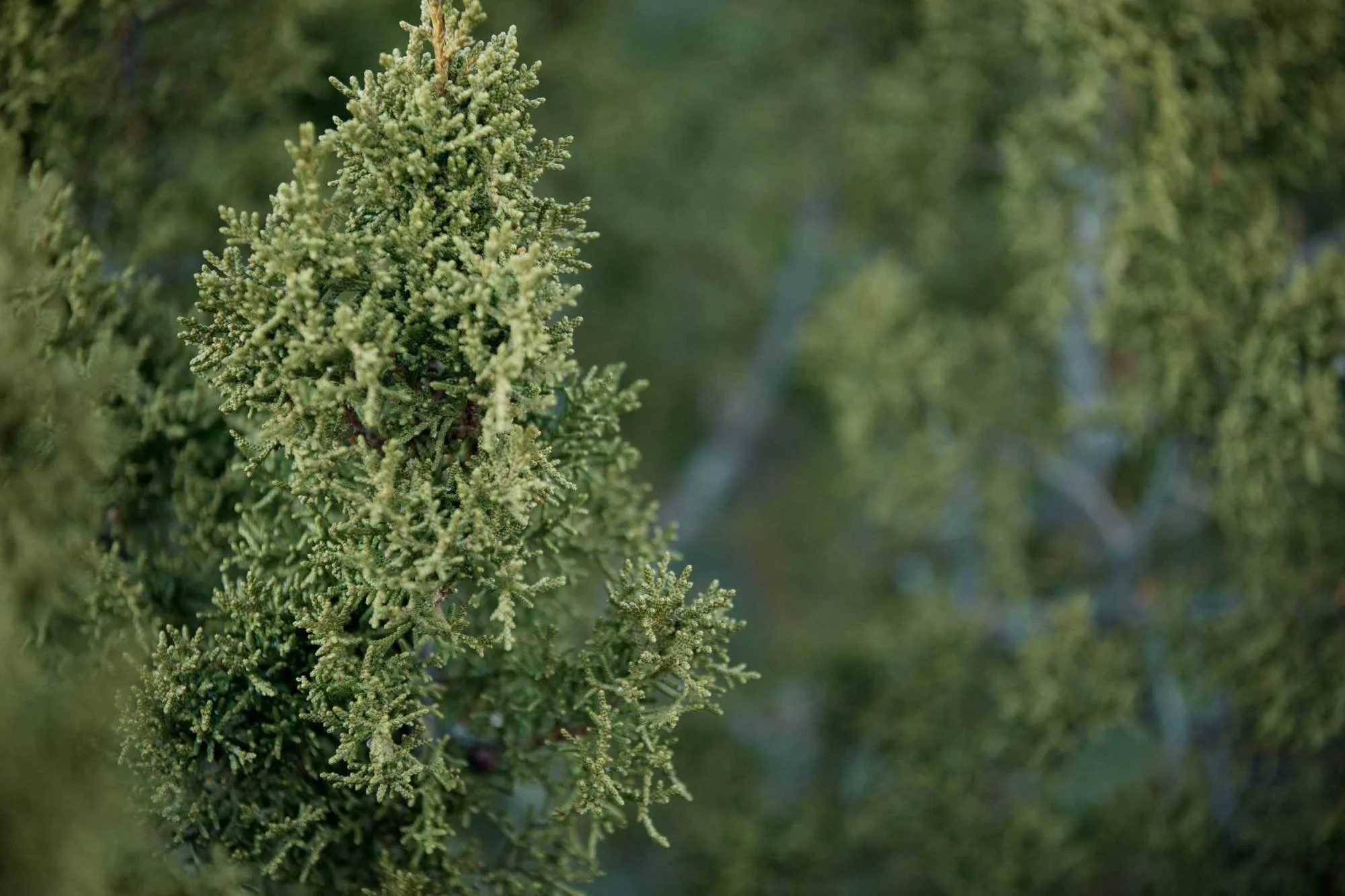 Close-up of a green coniferous tree branch with small, dense needles.