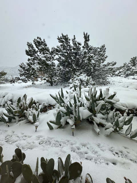 Snow in Placitas.png