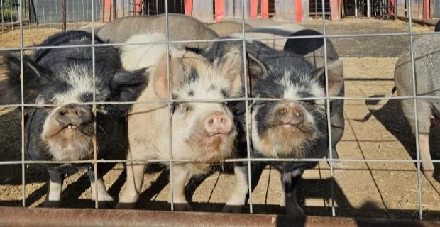 Group of piglets behind a wire fence on a farm.