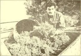 Joshua Peine  outdoors with a large animal, possibly a pig, in a tray cedar branches.