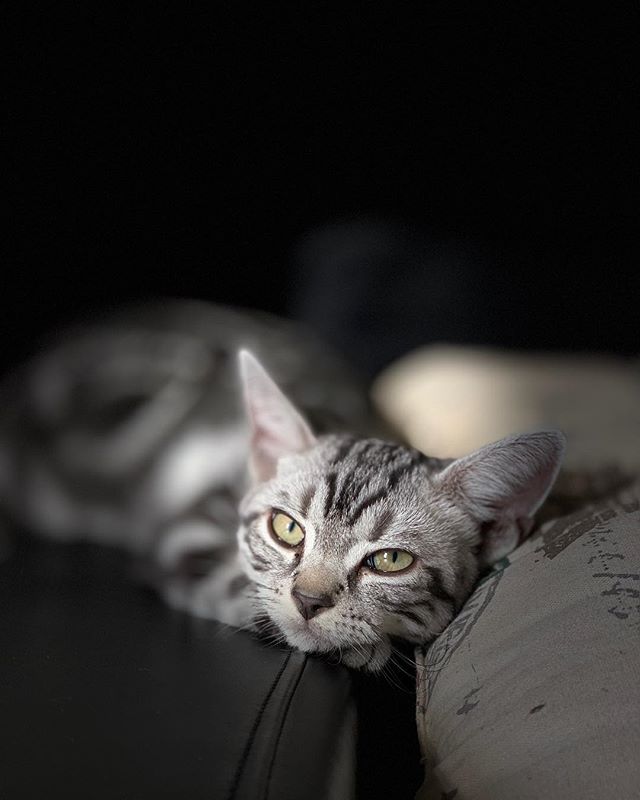 Murzik the Kitty (Shot on the iPhone)
____________________________________
#agameoftones #ig_masterpiece #ig_exquisite #ig_shotz #global_hotshotz #superhubs #main_vision #master_shots #exclusive_shots #hubs_united #jaw_dropping_shotz #worldshotz #theworldshotz #pixel_ig #photographyislifee #photographyislife #photographysouls #photographyeveryday #photographylover #worldbestgram #iglobal_photographers #ig_great_pics #ig_myshot #justgoshoot #xposuremag #collectivelycreate #heatercentral #highsnobiety #shotzdelight