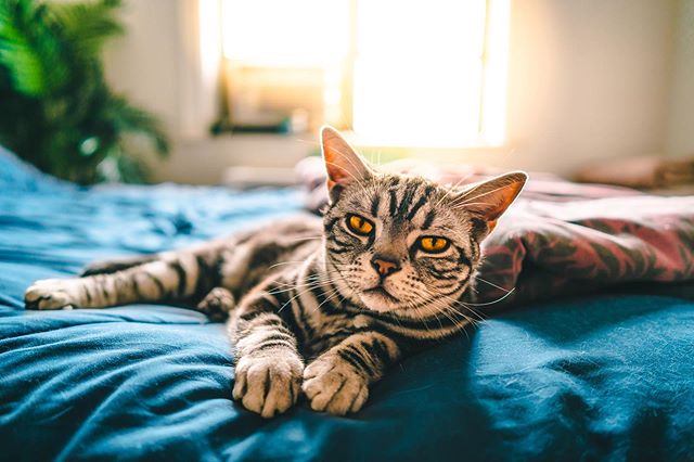 Waiting for Bae Like
____________________________________
#agameoftones #ig_masterpiece #ig_exquisite #ig_shotz #global_hotshotz #superhubs #main_vision #master_shots #exclusive_shots #hubs_united #jaw_dropping_shotz #worldshotz #theworldshotz #pixel_ig #photographyislifee #photographyislife #photographysouls #photographyeveryday #photographylover #worldbestgram #iglobal_photographers #ig_great_pics #ig_myshot #justgoshoot #xposuremag #collectivelycreate #heatercentral #highsnobiety #shotzdelight #catsofinstagram