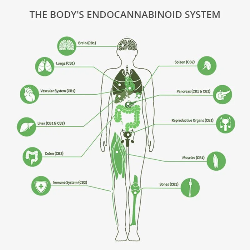 endocannibinoid system.jpg