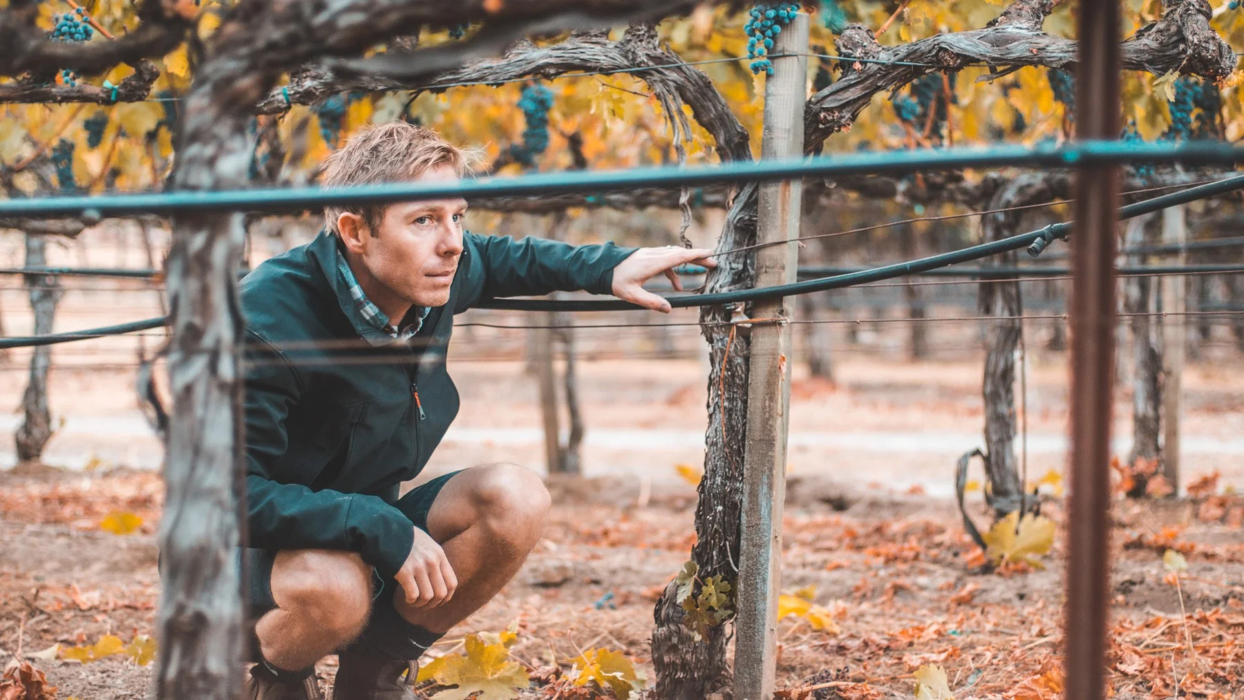 BlairGuthrie_Winemaker-3_Harvest2017 (1).jpg