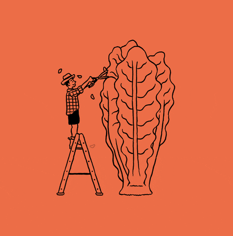 TCC_Lettice-Trimming1.gif