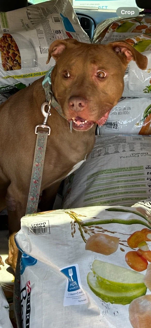 autumn food on boy.JPEG