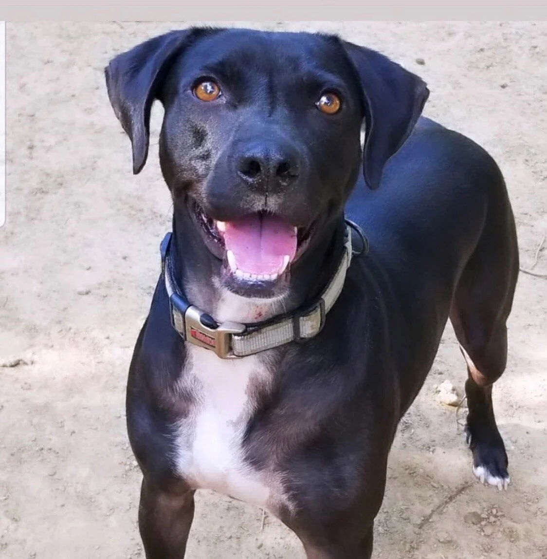 Auggie and Lacey must be adopted together.
