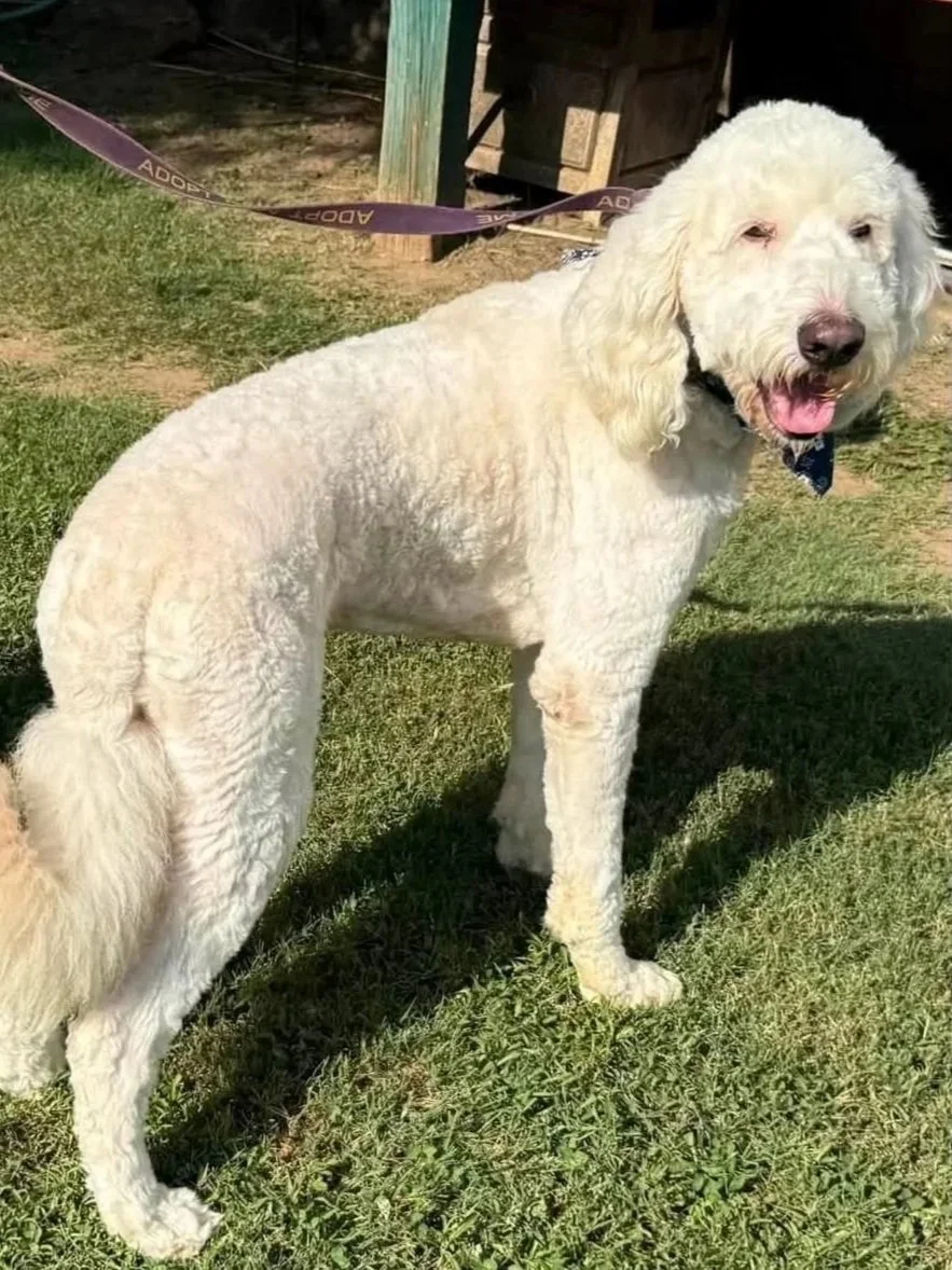 teddy.jpg